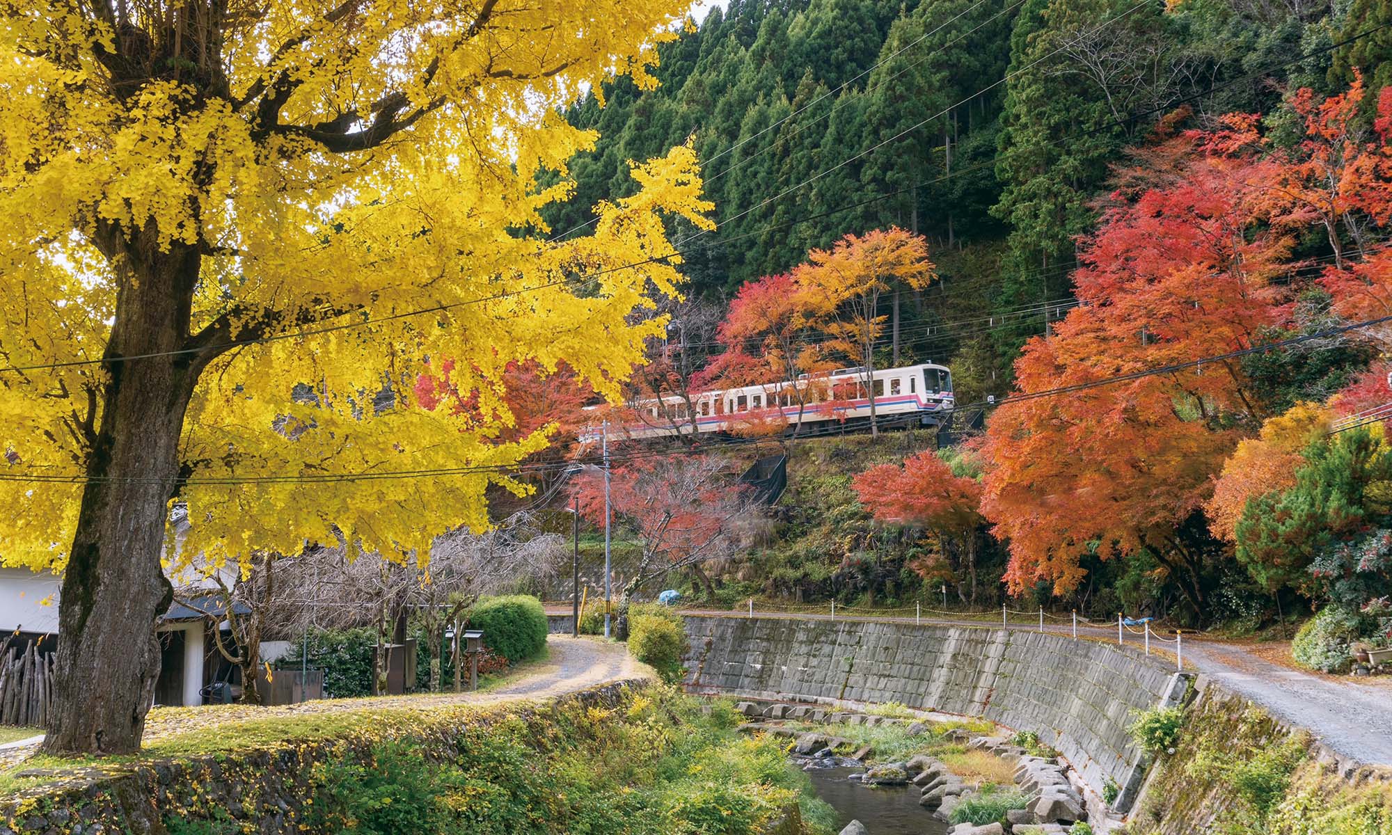 京都市左京区鞍馬二ノ瀬町のイチョウ